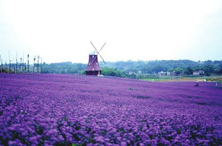 内就有不少看薰衣草的好地方。盘点国内9个最浪漫的庄。麻将胡了模拟器试玩看薰衣草何必舍近求远非去普罗旺斯国(图1) 内就有不少看薰衣草的好地方。盘点国内9个最浪漫的庄。麻将胡了模拟器试玩看薰衣草何必舍近求远非去普罗旺斯国(图1)