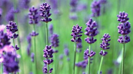 内就有不少看薰衣草的好地方。盘点国内9个最浪漫的庄。麻将胡了模拟器试玩看薰衣草何必舍近求远非去普罗旺斯国(图2) 内就有不少看薰衣草的好地方。盘点国内9个最浪漫的庄。麻将胡了模拟器试玩看薰衣草何必舍近求远非去普罗旺斯国(图2)