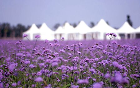 内就有不少看薰衣草的好地方。盘点国内9个最浪漫的庄。麻将胡了模拟器试玩看薰衣草何必舍近求远非去普罗旺斯国(图3) 内就有不少看薰衣草的好地方。盘点国内9个最浪漫的庄。麻将胡了模拟器试玩看薰衣草何必舍近求远非去普罗旺斯国(图3)