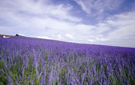 内就有不少看薰衣草的好地方。盘点国内9个最浪漫的庄。麻将胡了模拟器试玩看薰衣草何必舍近求远非去普罗旺斯国(图4) 内就有不少看薰衣草的好地方。盘点国内9个最浪漫的庄。麻将胡了模拟器试玩看薰衣草何必舍近求远非去普罗旺斯国(图4)