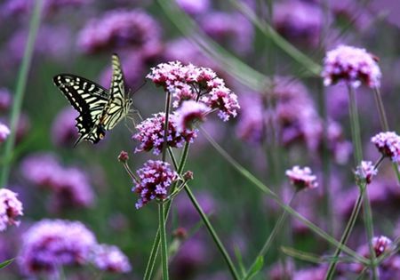内就有不少看薰衣草的好地方。盘点国内9个最浪漫的庄。麻将胡了模拟器试玩看薰衣草何必舍近求远非去普罗旺斯国(图9) 内就有不少看薰衣草的好地方。盘点国内9个最浪漫的庄。麻将胡了模拟器试玩看薰衣草何必舍近求远非去普罗旺斯国(图9)