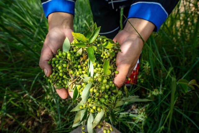 ：粤北山野“小辛香”如何迈向“大市场”PG麻将胡了免费模拟器一颗山苍子的新生(图1)
