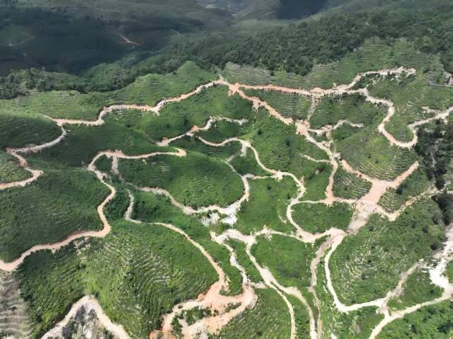 ：粤北山野“小辛香”如何迈向“大市场”PG麻将胡了免费模拟器一颗山苍子的新生(图2)