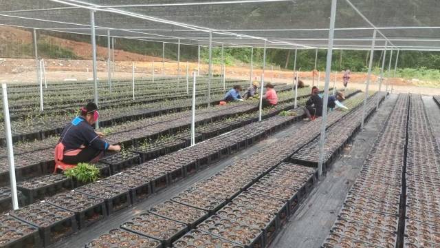 ：粤北山野“小辛香”如何迈向“大市场”PG麻将胡了免费模拟器一颗山苍子的新生(图4)