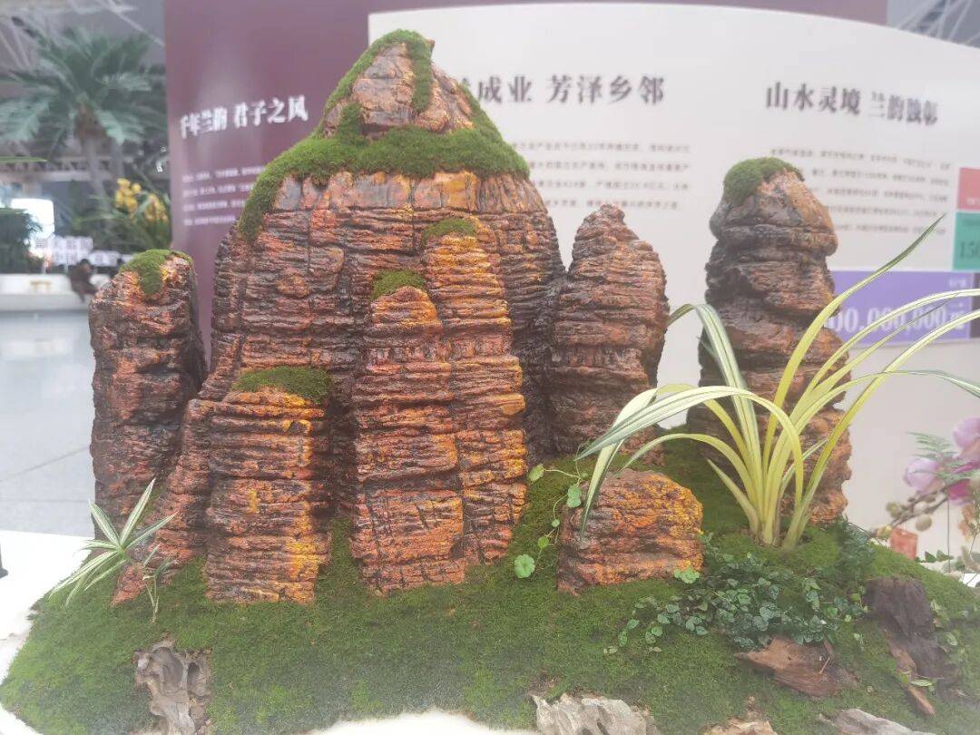 国兰花第一县”兰花展即将亮相厚街PG麻将胡了试玩买年花去！“中(图2)